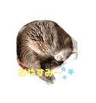 Life of My Three Cats（個別スタンプ：11）