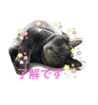 Life of My Three Cats（個別スタンプ：12）
