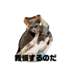 Life of My Three Cats（個別スタンプ：15）