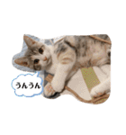 Life of My Three Cats（個別スタンプ：16）