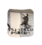 Life of My Three Cats（個別スタンプ：17）