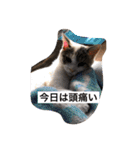 Life of My Three Cats（個別スタンプ：18）