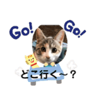 Life of My Three Cats（個別スタンプ：19）