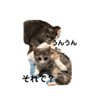 Life of My Three Cats（個別スタンプ：21）