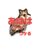 Life of My Three Cats（個別スタンプ：22）