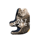 Life of My Three Cats（個別スタンプ：23）