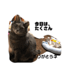 Life of My Three Cats（個別スタンプ：24）