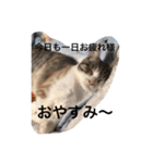 Life of My Three Cats（個別スタンプ：25）