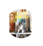 Life of My Three Cats（個別スタンプ：26）