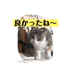 Life of My Three Cats（個別スタンプ：29）