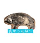 Life of My Three Cats（個別スタンプ：31）