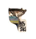 Life of My Three Cats（個別スタンプ：32）