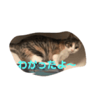 Life of My Three Cats（個別スタンプ：33）