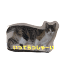 Life of My Three Cats（個別スタンプ：34）