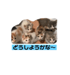Life of My Three Cats（個別スタンプ：36）