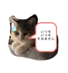 Life of My Three Cats（個別スタンプ：39）