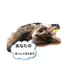 Life of My Three Cats（個別スタンプ：40）