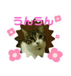 景虎(カゲトラ)君の成猫スタンプ☆（個別スタンプ：2）