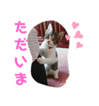 景虎(カゲトラ)君の成猫スタンプ☆（個別スタンプ：8）