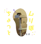 景虎(カゲトラ)君の成猫スタンプ☆（個別スタンプ：16）