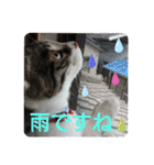 景虎(カゲトラ)君の成猫スタンプ☆（個別スタンプ：29）