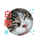 景虎(カゲトラ)君の成猫スタンプ☆（個別スタンプ：32）