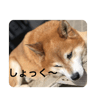 aru yamada（個別スタンプ：3）