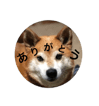 aru yamada（個別スタンプ：4）