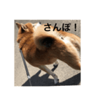 aru yamada（個別スタンプ：7）