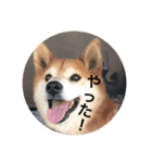 aru yamada（個別スタンプ：8）