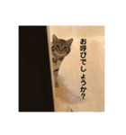 猫のれんくん（個別スタンプ：1）