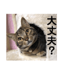 猫のれんくん（個別スタンプ：4）