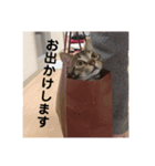 猫のれんくん（個別スタンプ：5）