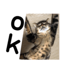 猫のれんくん（個別スタンプ：7）