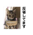 猫のれんくん（個別スタンプ：8）