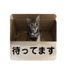 猫のれんくん（個別スタンプ：9）