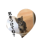 猫のれんくん（個別スタンプ：10）