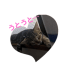 猫のれんくん（個別スタンプ：11）