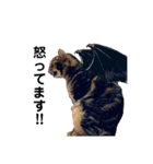 猫のれんくん（個別スタンプ：12）