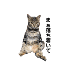 猫のれんくん（個別スタンプ：13）