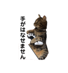 猫のれんくん（個別スタンプ：14）