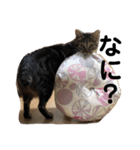 猫のれんくん（個別スタンプ：16）