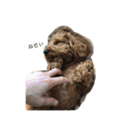 犬の日常〜一丸〜（個別スタンプ：6）