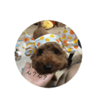 犬の日常〜一丸〜（個別スタンプ：12）
