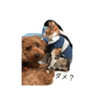 犬の日常〜一丸〜（個別スタンプ：13）