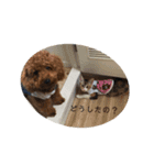 犬の日常〜一丸〜（個別スタンプ：14）