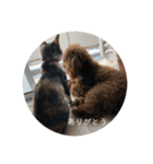 犬の日常〜一丸〜（個別スタンプ：15）