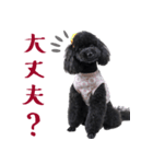 あらしやまスタンプ（個別スタンプ：2）