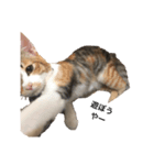 子猫の日常〜美栞〜（個別スタンプ：2）