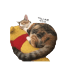 子猫の日常〜美栞〜（個別スタンプ：4）